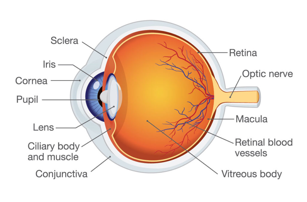 Retinal Diseases - Texas Retina Associates